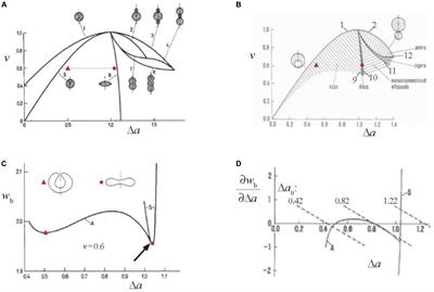 Theoretical Bases for the Role of Red Blood Cell Shape in the Regulation of Its Volume